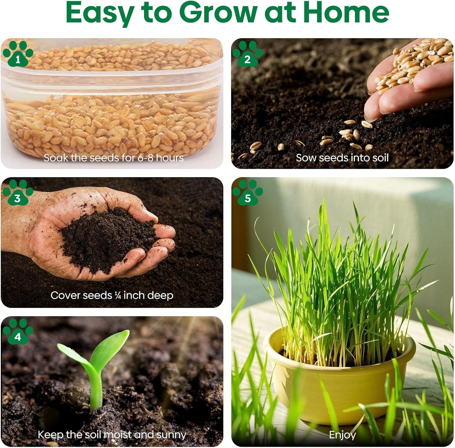 4 Ounce Indoor Cat Grass Seeds – Barley, Oats, Wheat & Rye Mix for Active Cats