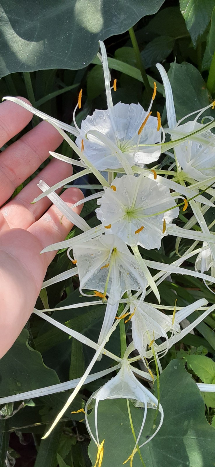 1 Swamp Spider Lily Live Starter Plant- READ LISTING