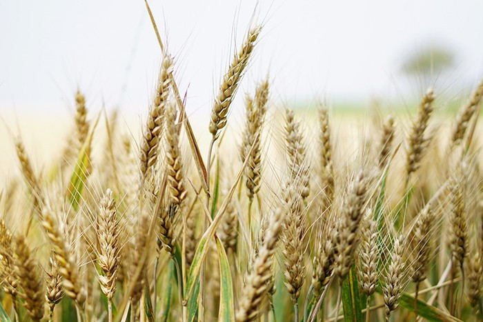 Soft White Wheat Seeds (300) / Organic / DELICIOUS / Easy To Grow