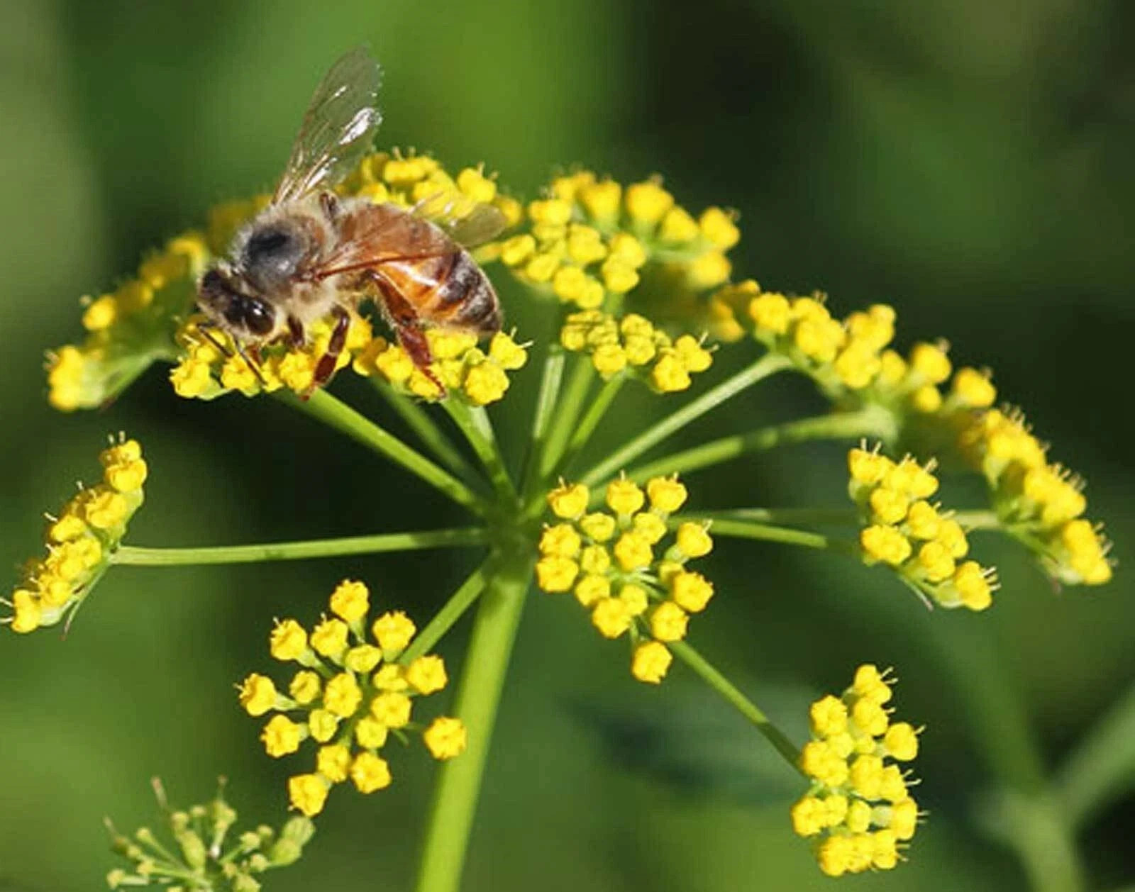 300+ Golden Alexanders seeds Zizia Aurea (approx.)