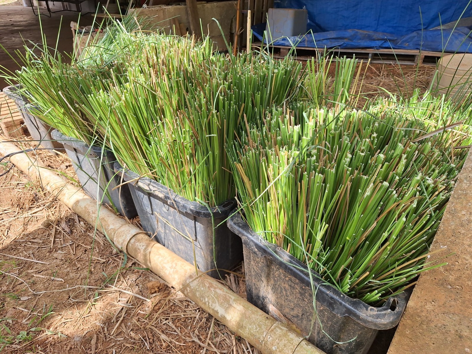 Vetiver live plant for EROSION CONTROL & Ornamental use