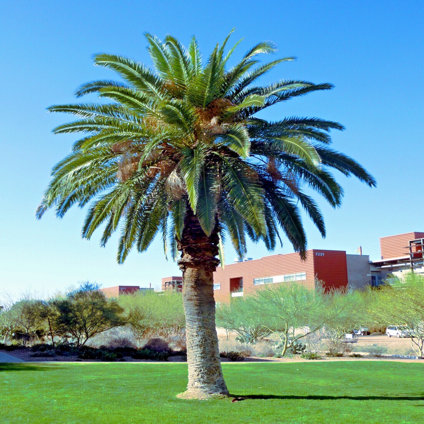 5 Date Palm Tree Seeds (Phoenix dactylifera) Edible Fruit Plant Hardy to Zone 8