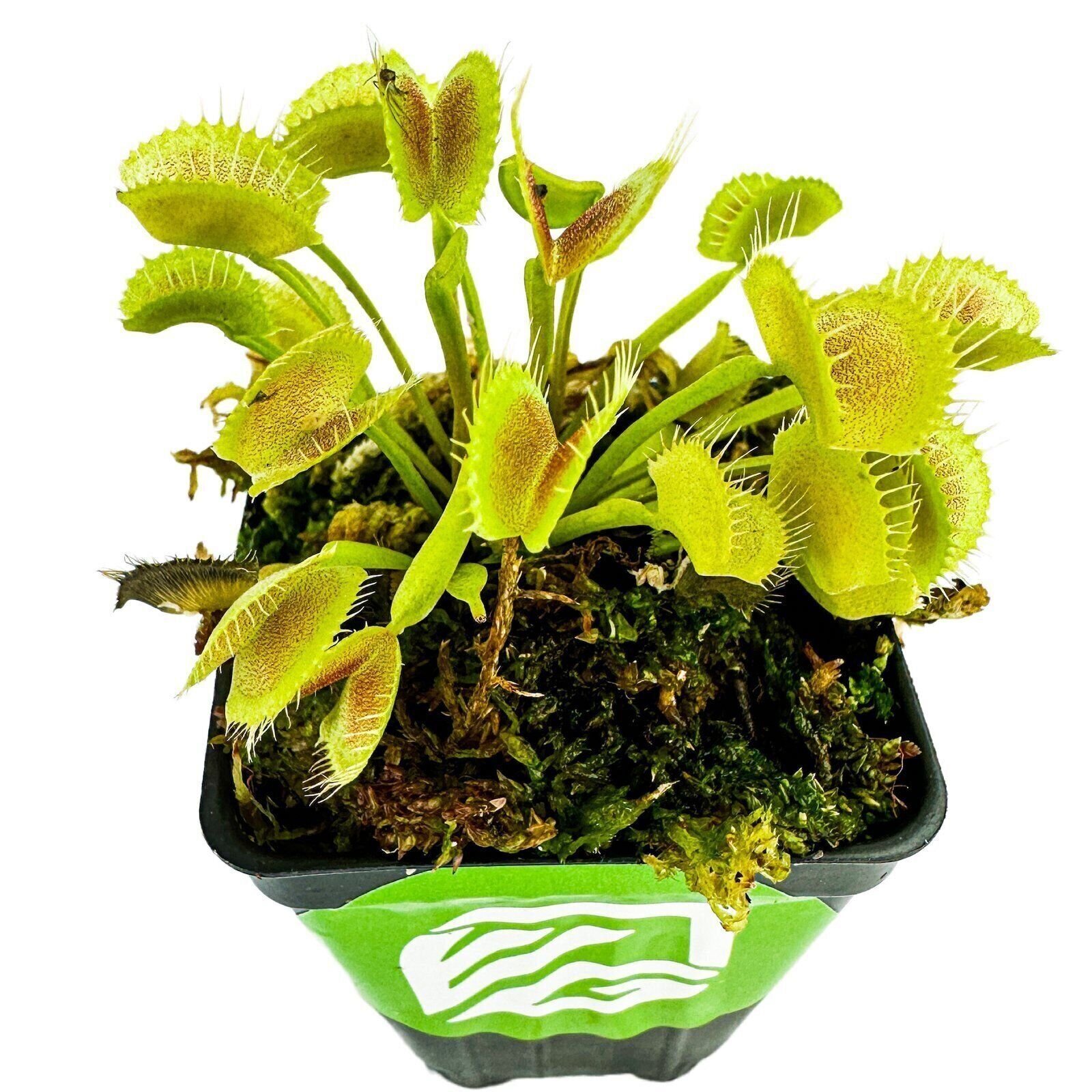 King Henry Venus Fly Trap Carnivorous Plant – Dionaea muscipula – Live Plant