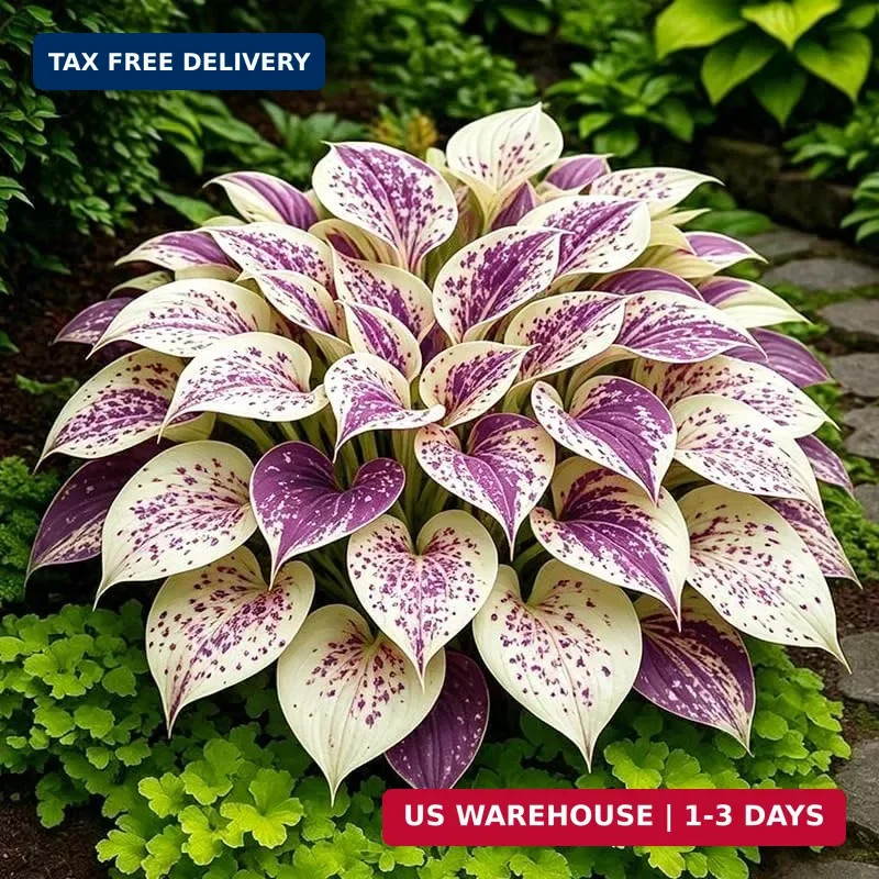 220+ Mix Hosta Seeds for Planting – Shade Tolerant, Perennial Foliage Plant, Ide