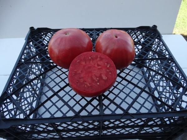 Purple Dog Creek heirloom tomato seeds non-gmo open pollinated DELICIOUS!