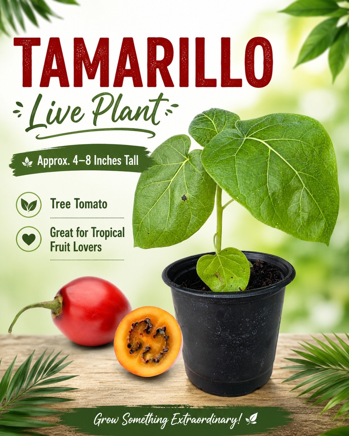 4”-8” Tamarillo Tomato Tree Plant/ Cyphomandra Betacea, Fast Grow Organic USA