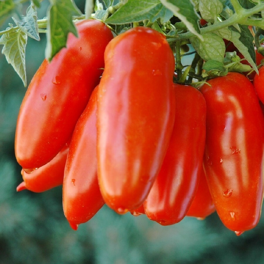 San Marzano Tomato Seeds, NON-GMO, ORGANIC, HEIRLOOM