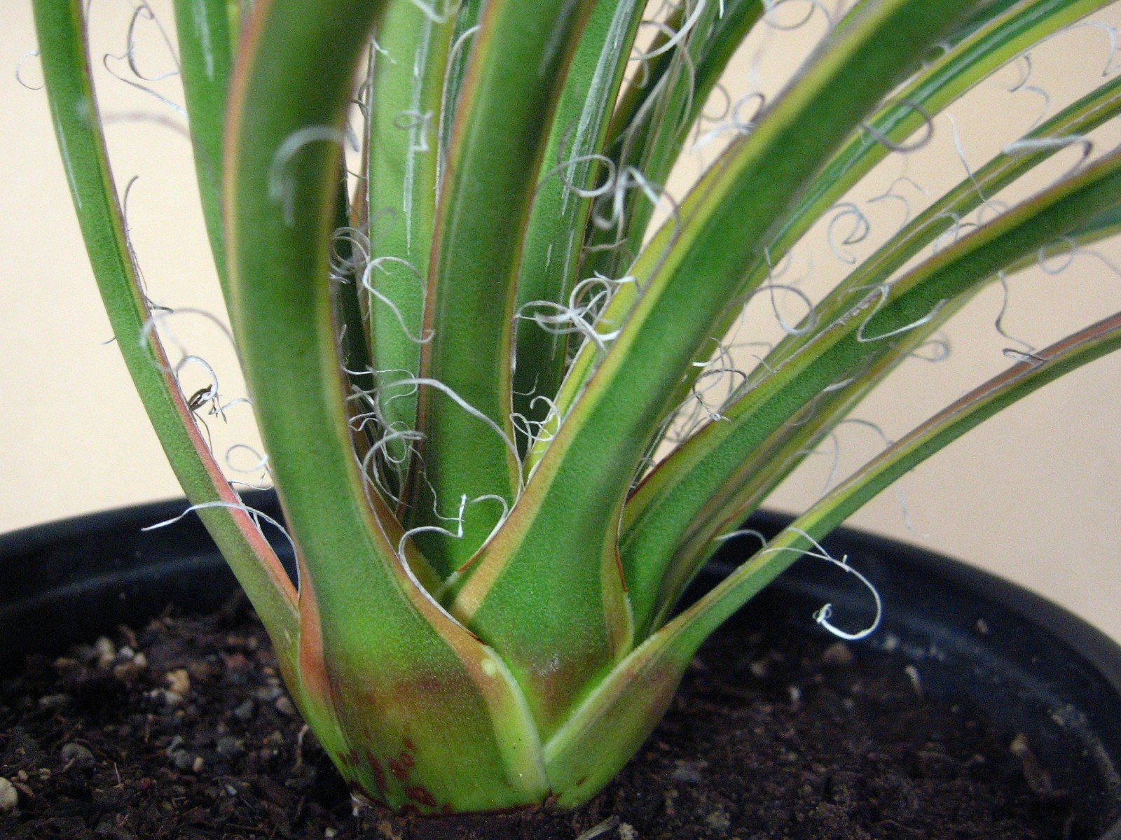 Agave “Leopoldii II” Marginata Aurea — Rare Succulent