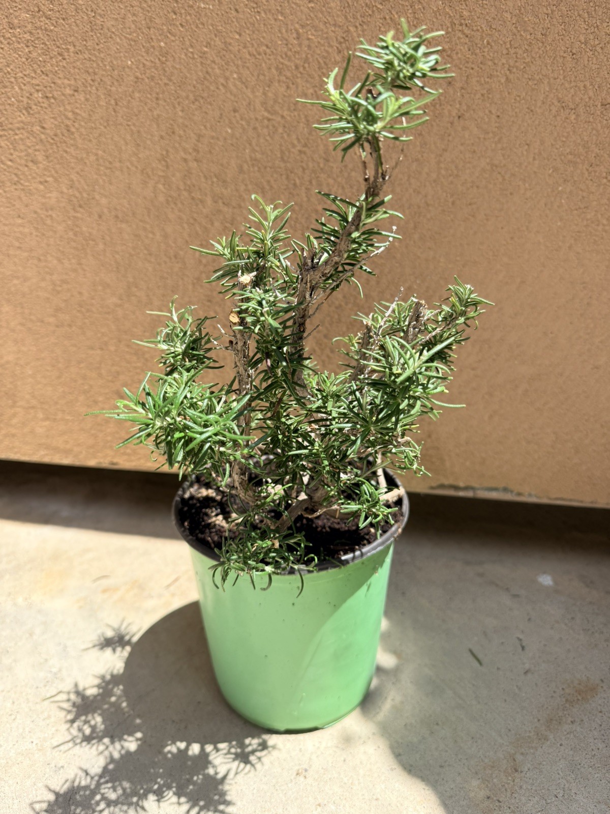 Rosemary Rosmarinus Pre Bonsai Dwarf Shohin Nice Movement Trunk Flowers Fragrant