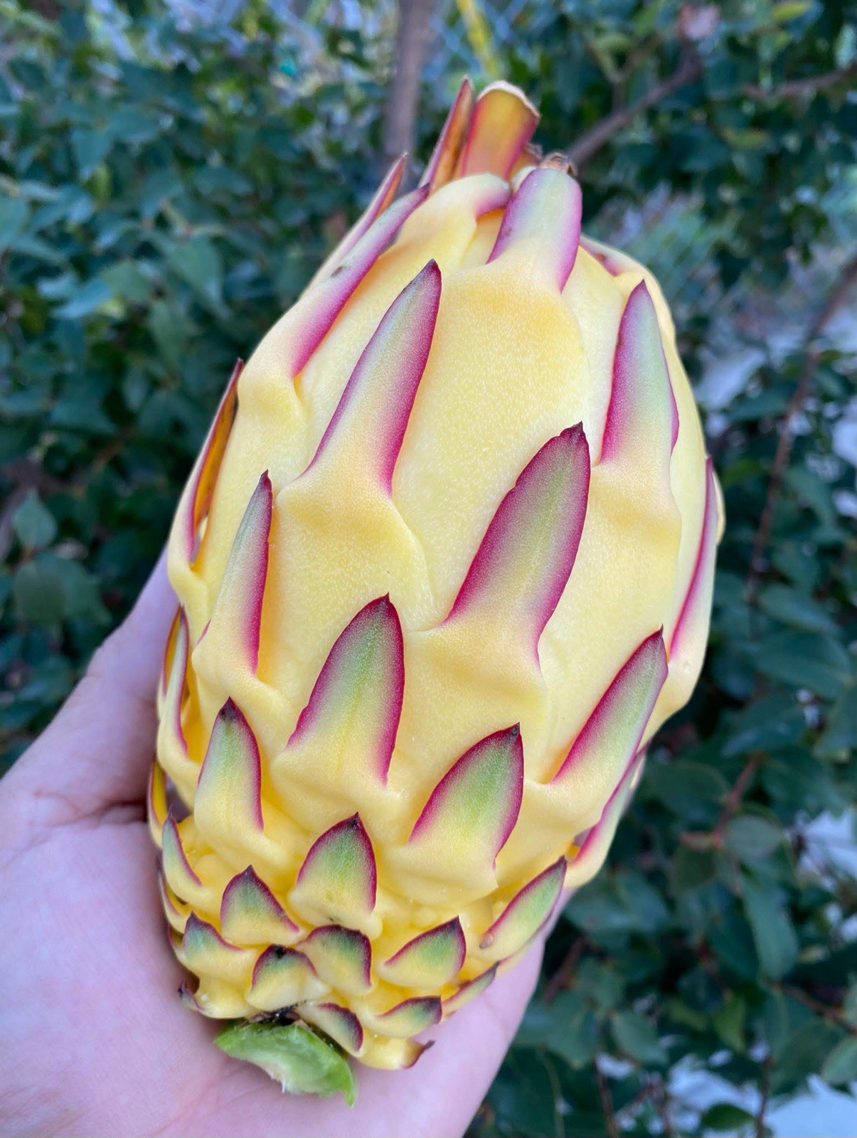3 A5 DRAGON FRUIT CUTTING 10-12 Inches Check Description