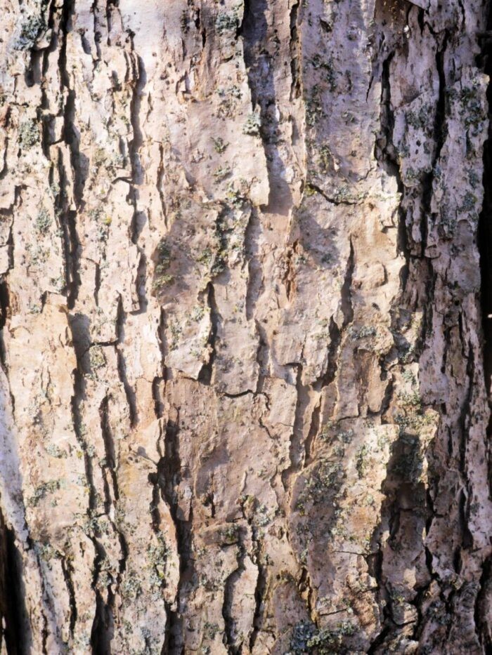 3 Swamp White Oak Tree 12-24″ Quercus bicolor Bare Root