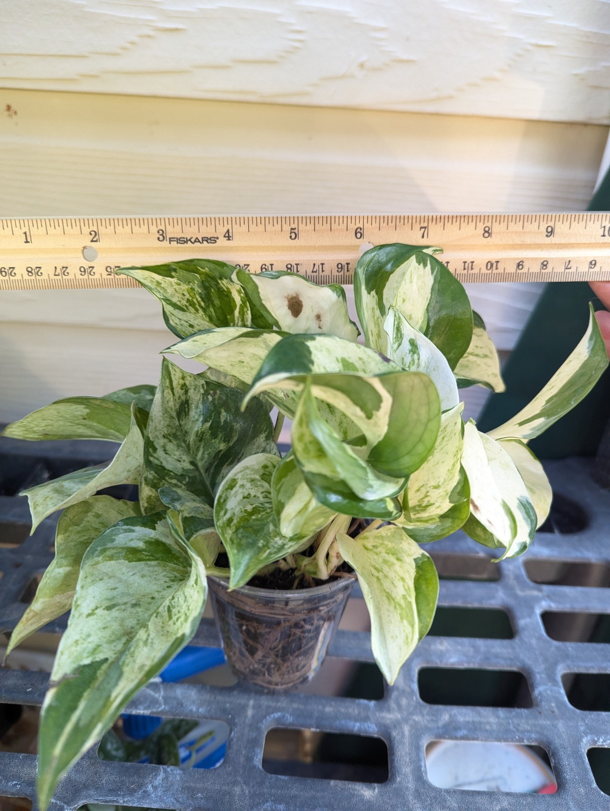 Manjula Pothos Plant