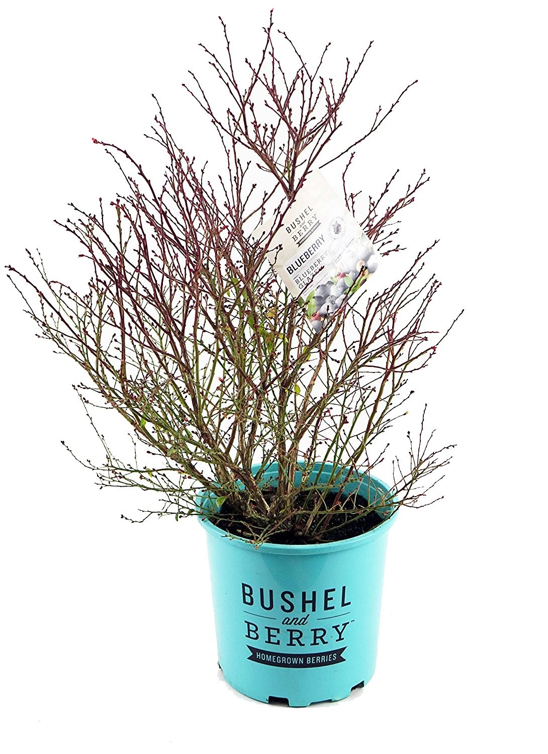 Green Promise Farms Bushel And Berry – Vaccinium Cor. Blueberry Glaze Blueberry