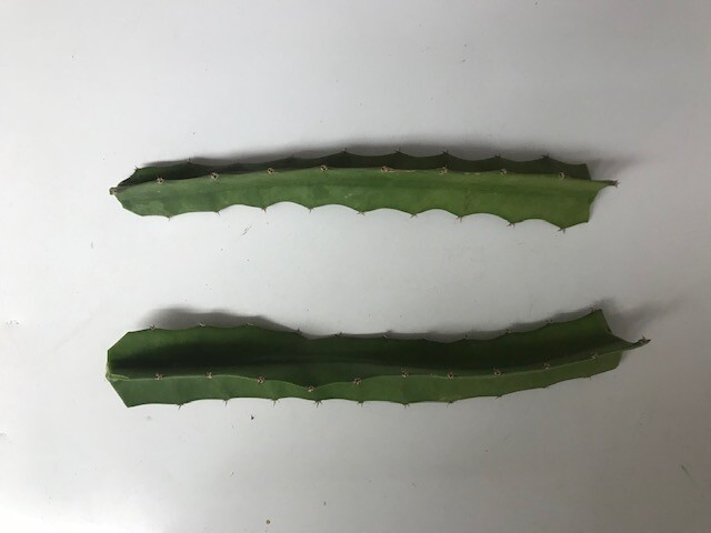 Yellow Sweet Dragon Fruit Var. “PALORA”, Pitaya Selenice 7″-10″ (2) pieces