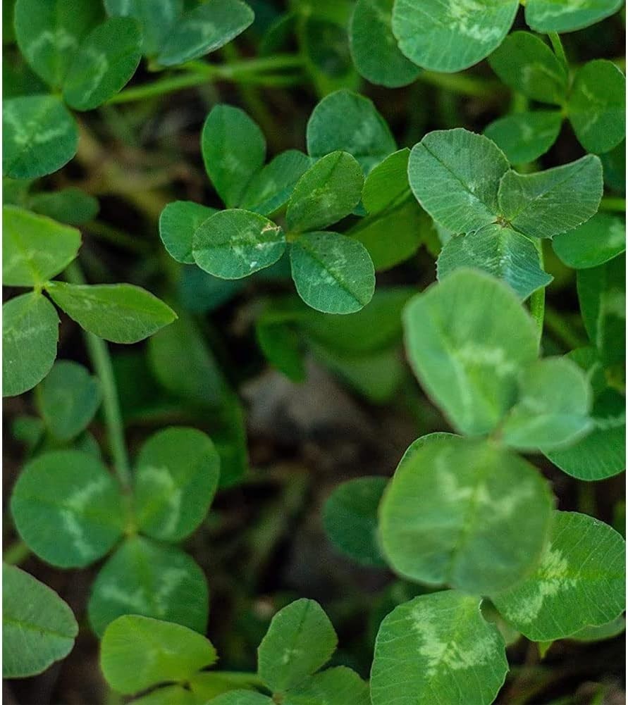 Easy Plant Fast-Growing Forage – Throw & Gro Seeds, 5 lbs