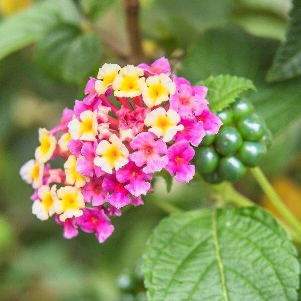 Lantana Plant Live, The Best Hardy Type Lantana Plug Ready to Grow
