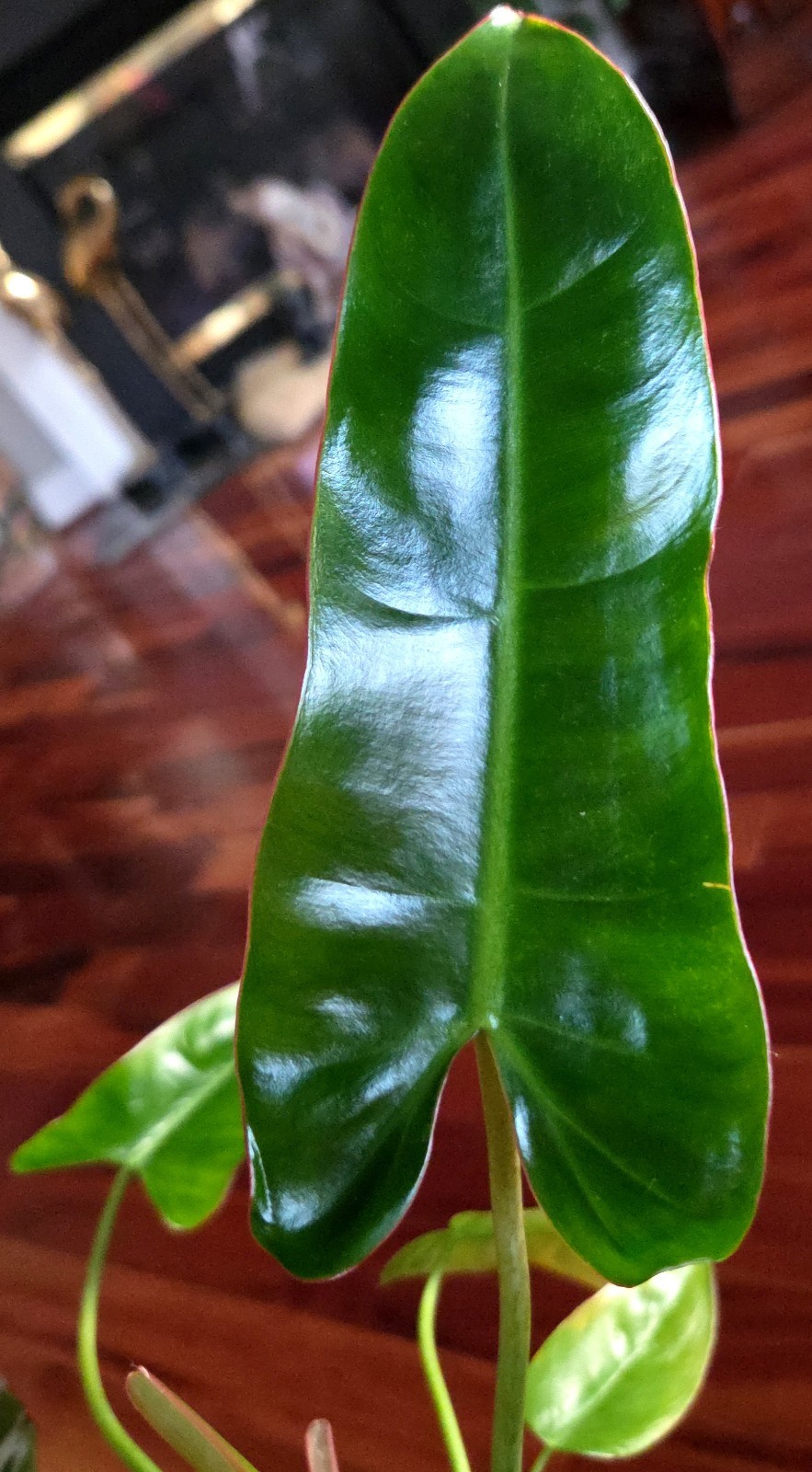 RARE Philodendron Billietae X Sagittafolium Pink Flushed 21″ Wide Not Monstera
