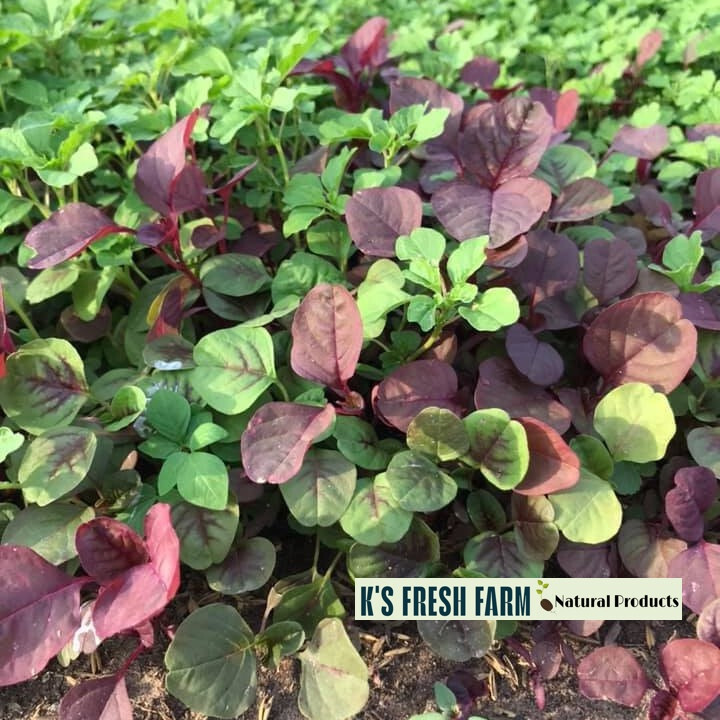 Red/Green/Garnet/Rice Spinach Amaranth Seeds-Hạt Giống Rau Dền Đỏ/Xanh/BaMàu/Cơm
