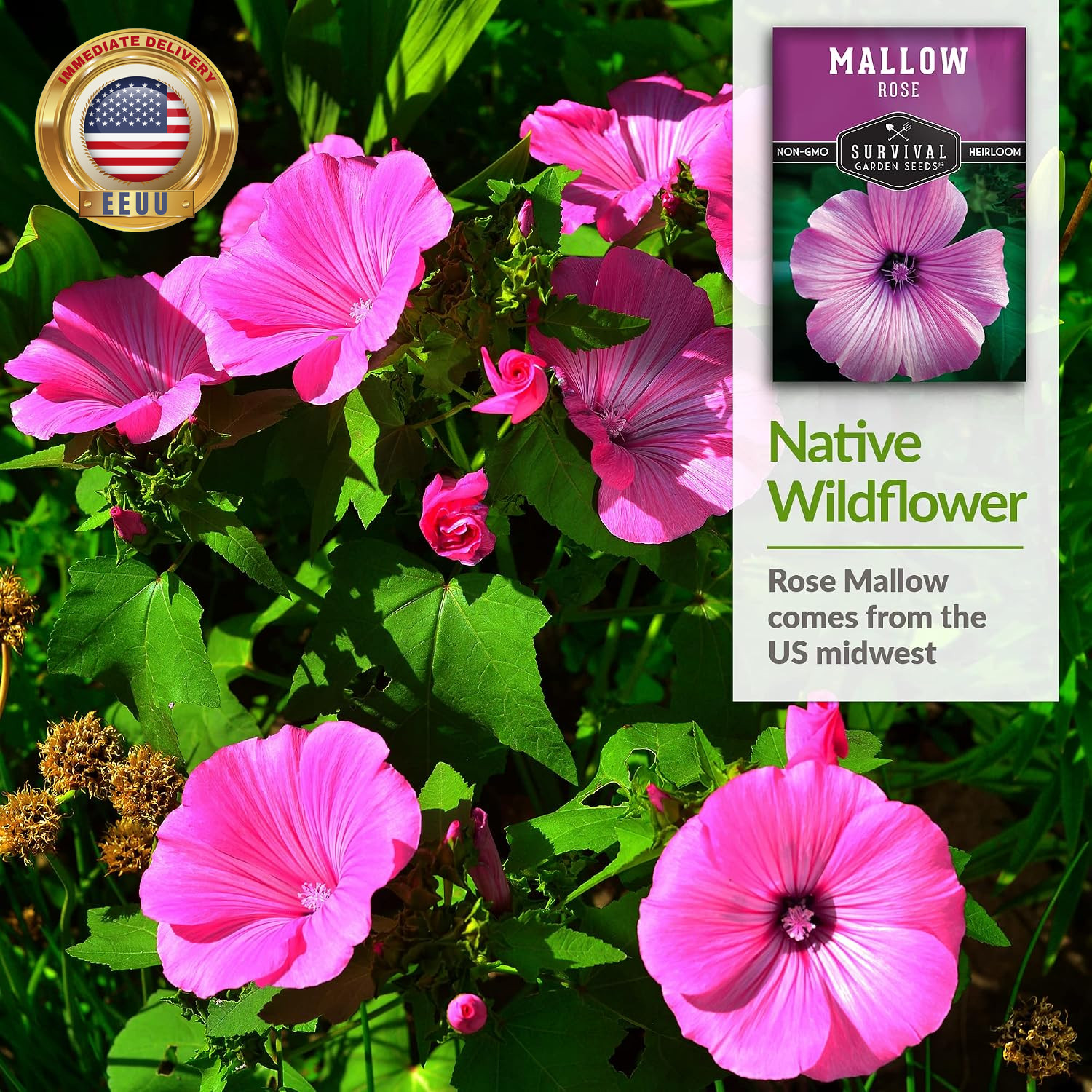 Rose Mallow Seeds for Planting – Annual Lavatera Trimestris with Bright Pink Flo