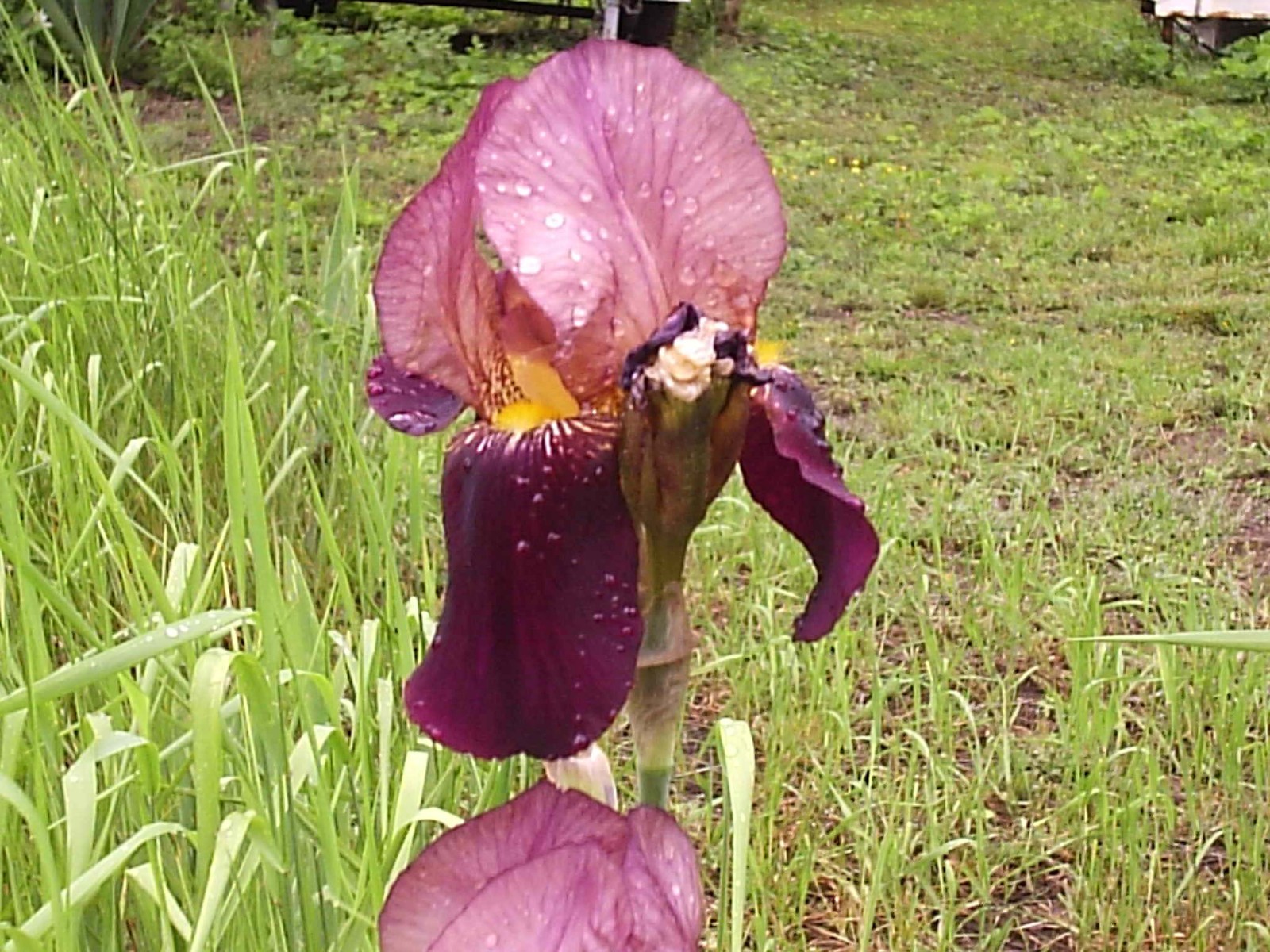 3 “Indian Chief” Tall Beaded Iris Rhizomes, Plants. 28-30″ Tall, Color as Shown