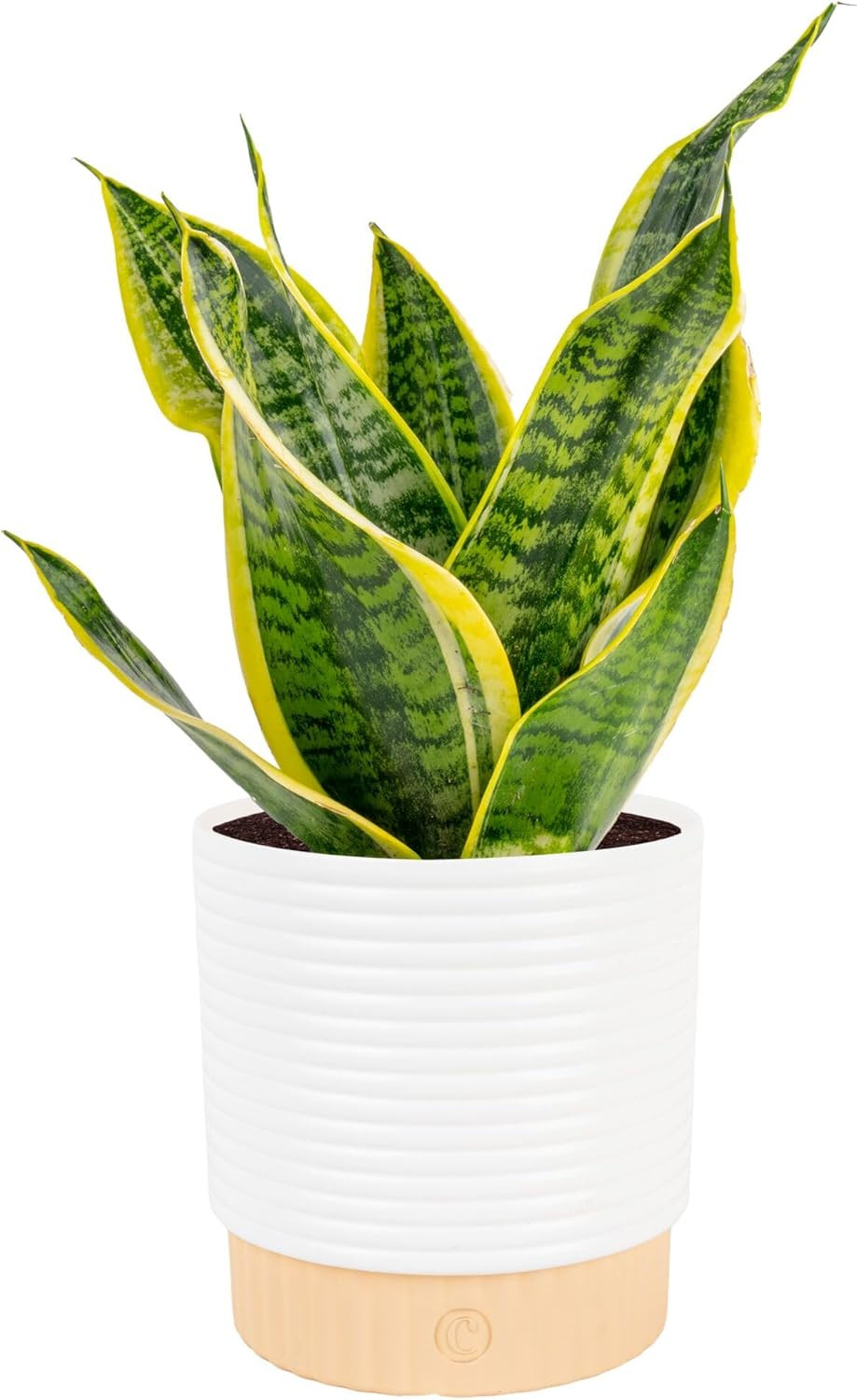 Large Snake Plant in Decorative Pot Easy Care Indoor Houseplant 12-20