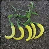 Pepper Hot Cayenne Golden 250 seeds