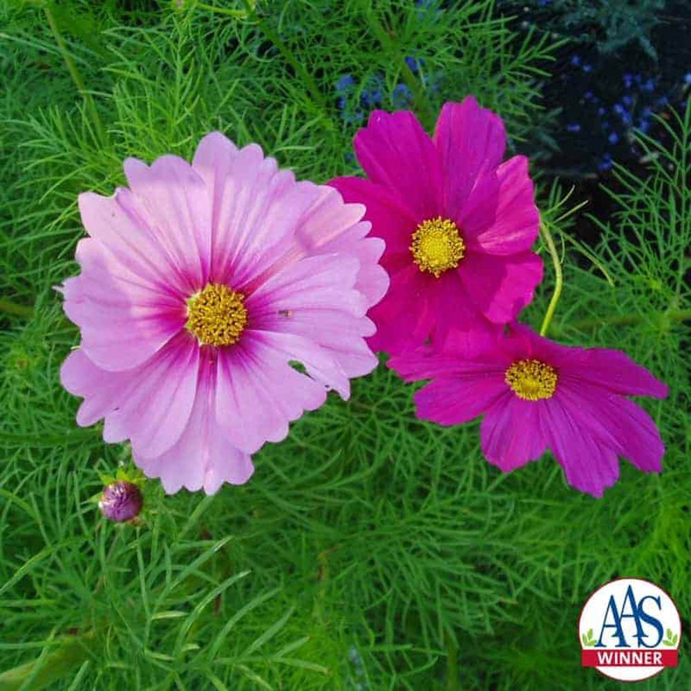 5 LBS Cosmos Seeds Mix AAS Winner | Bippanatus Garden Flower Seed Mix