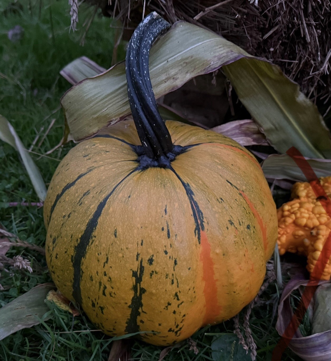 Seeds #32g: Orange/Green striped ridged pumpkin unique Seeds (10 count)