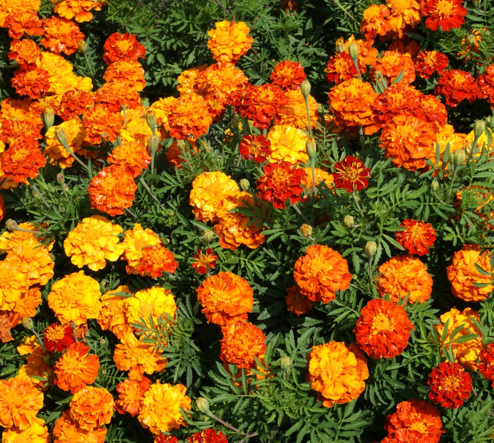 French Marigold Seeds – Sparky Mix, 100 Seeds, Open Pollinated, Non-GMO