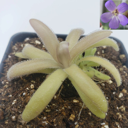 Pinguicula agnata x gypsicola- Carnivorous Plant – Butterworts