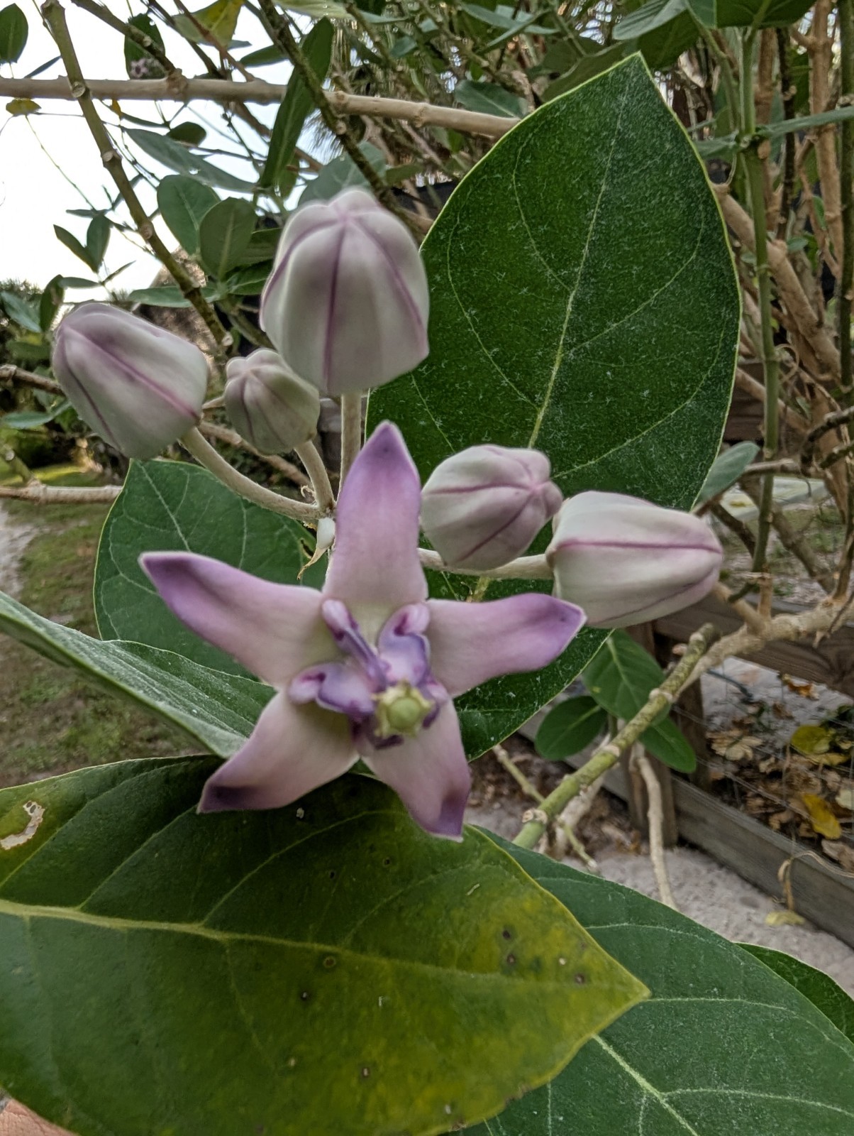 Purple Giant Milkweed Butterfly Calotropis Gigantea 6 Fresh Cuttings Plant Live