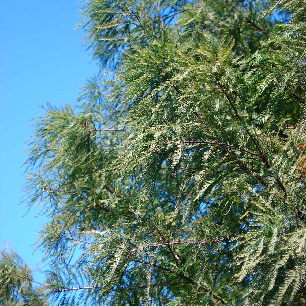 Dawn Redwood Tree Seeds (Metasequoia glyptostroboides) Fast Hardy Bonsai Plant