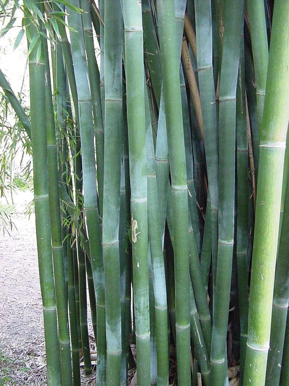 10 Starter Size Bambusa textilis ‘Kanapaha’–Wong Chuk/Royal/Giant Weavers Bamboo