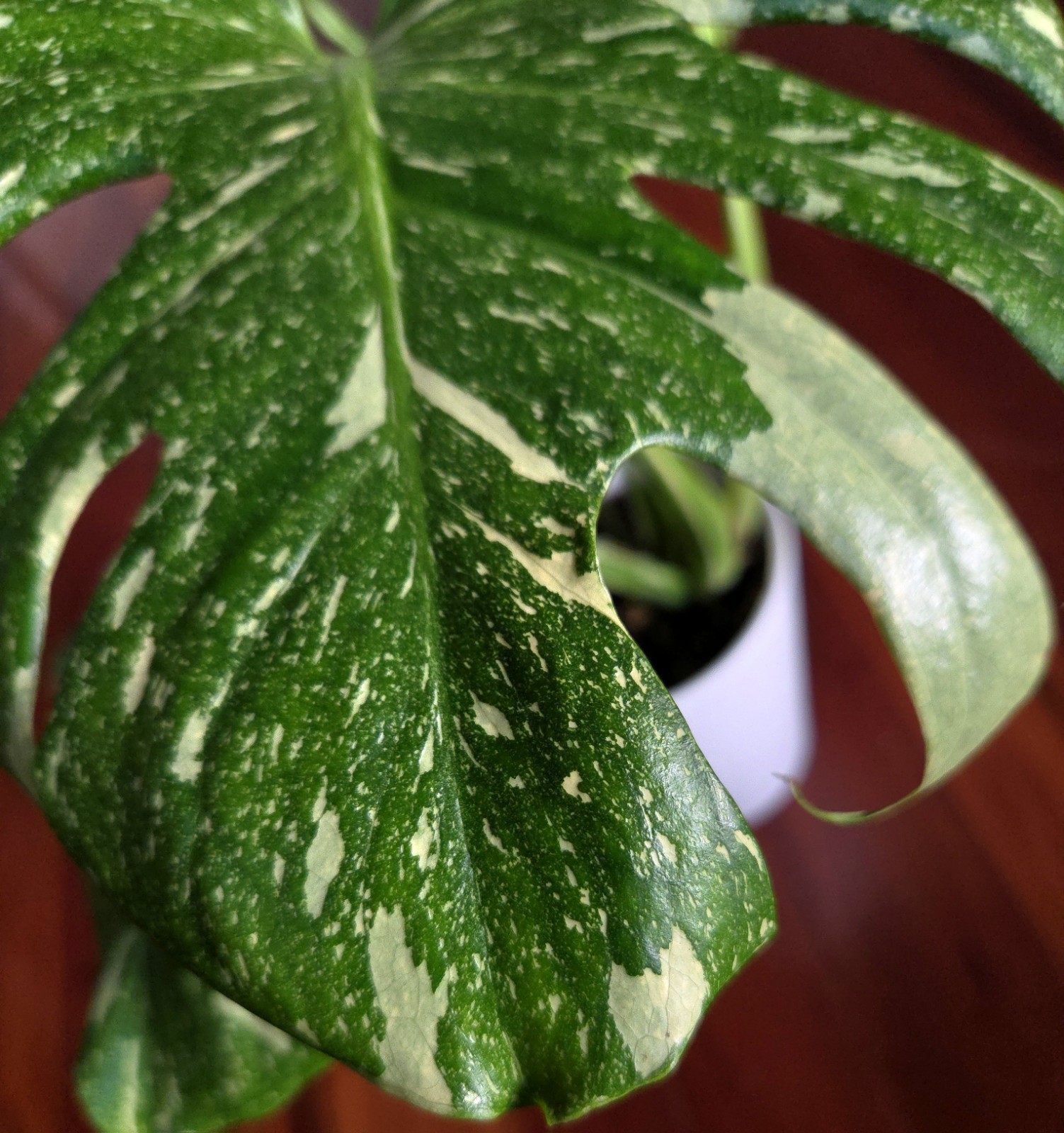 Rare Monstera Thai Starlight Mint 24″ Tall Aroid Not Philodendron Anthurium