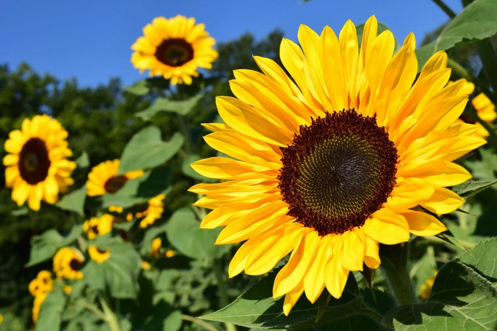 50pcs/Pack 10 Species Mix Variety Pack Sunflower Seeds Unique and Varied Garden