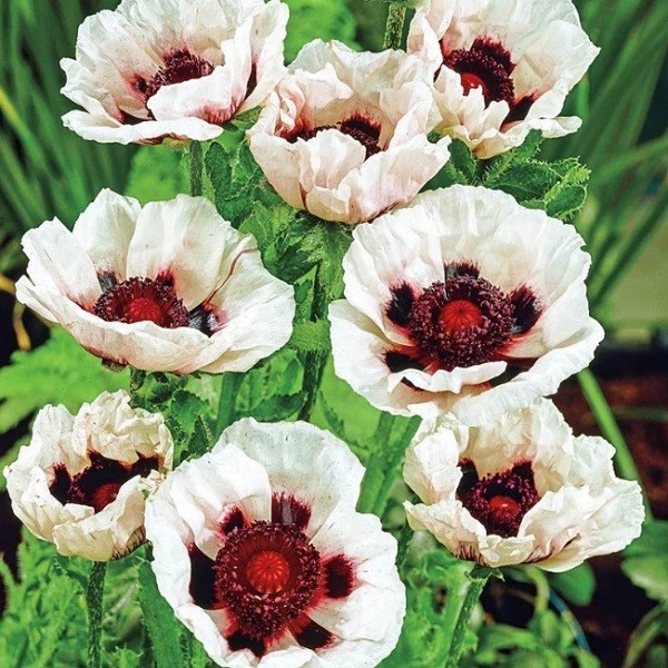 10,000+ Mixed Oriental Poppy Seeds – Perennial Organic Flower Mix – Giant Blooms