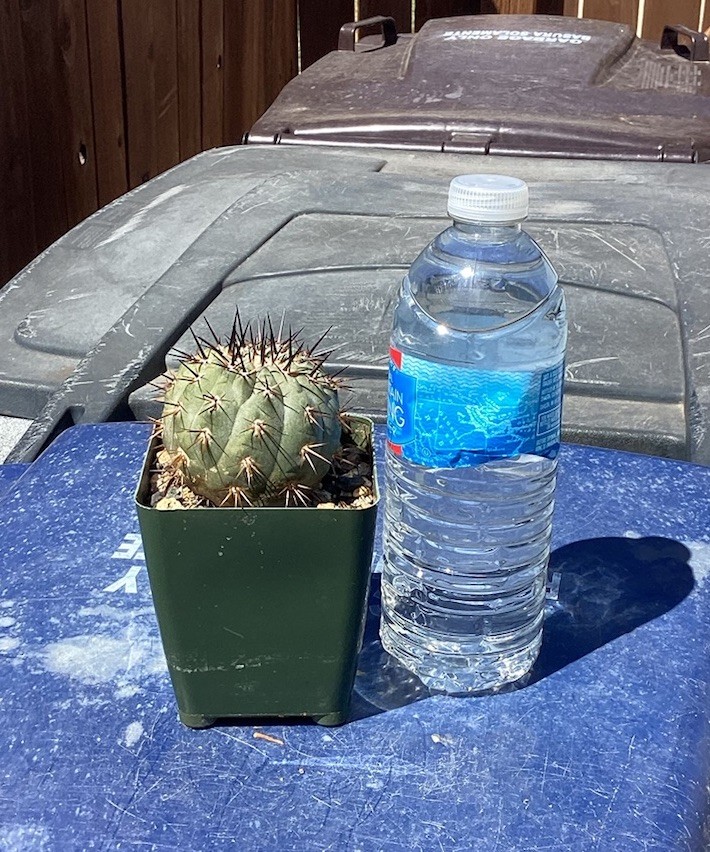 Beautiful Copiapoa Cinerea -Blk Spines- RARE! (Own Roots) -Sold Potted