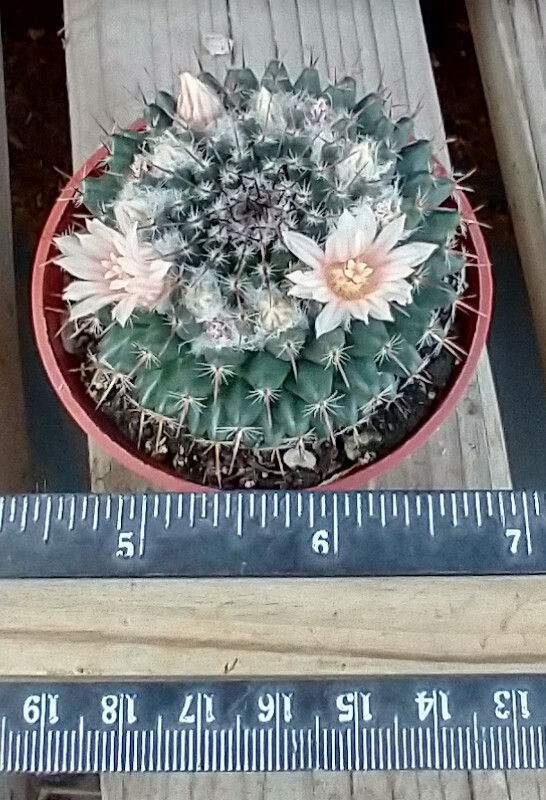 Mammillaria sempervivi Tightly Packed Pyramid Tubercles Cactus 1