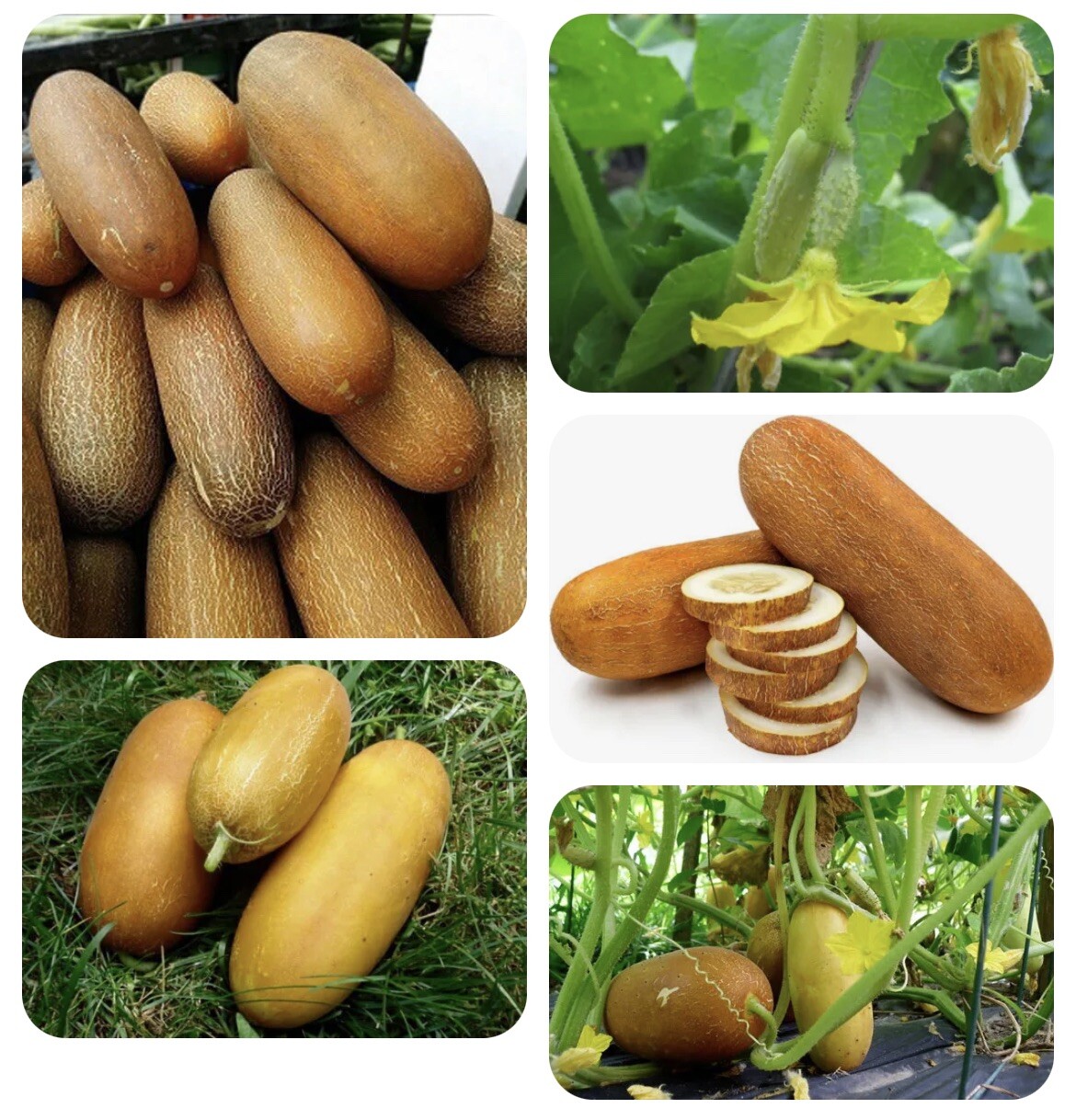Cucumber Brown Russian – An Ukrainian Heirloom with Incredible Taste – 20 Seeds