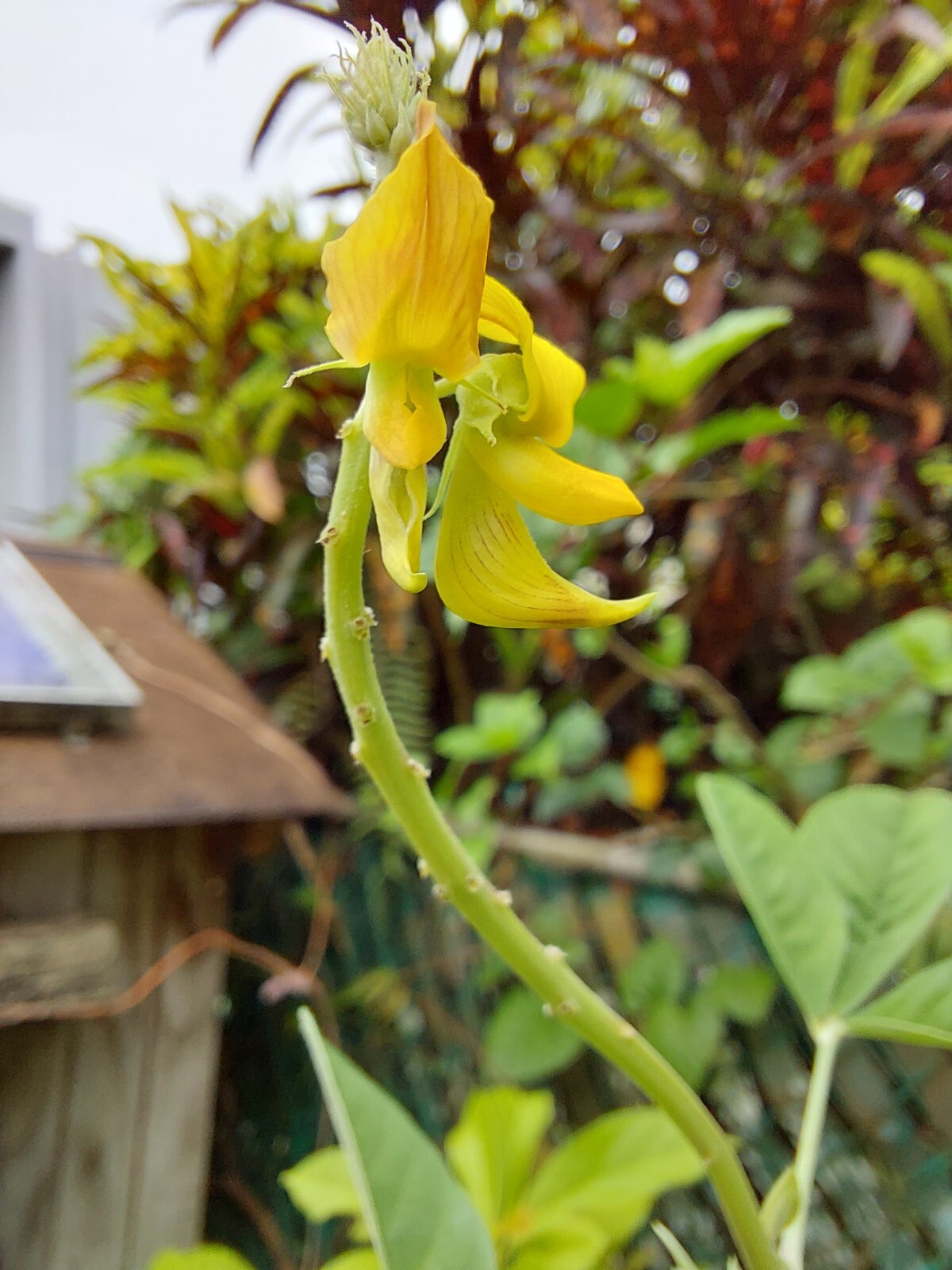 Smooth Rattlebox (Crotalaria Pallida) 50+ Seeds From Puerto Rico