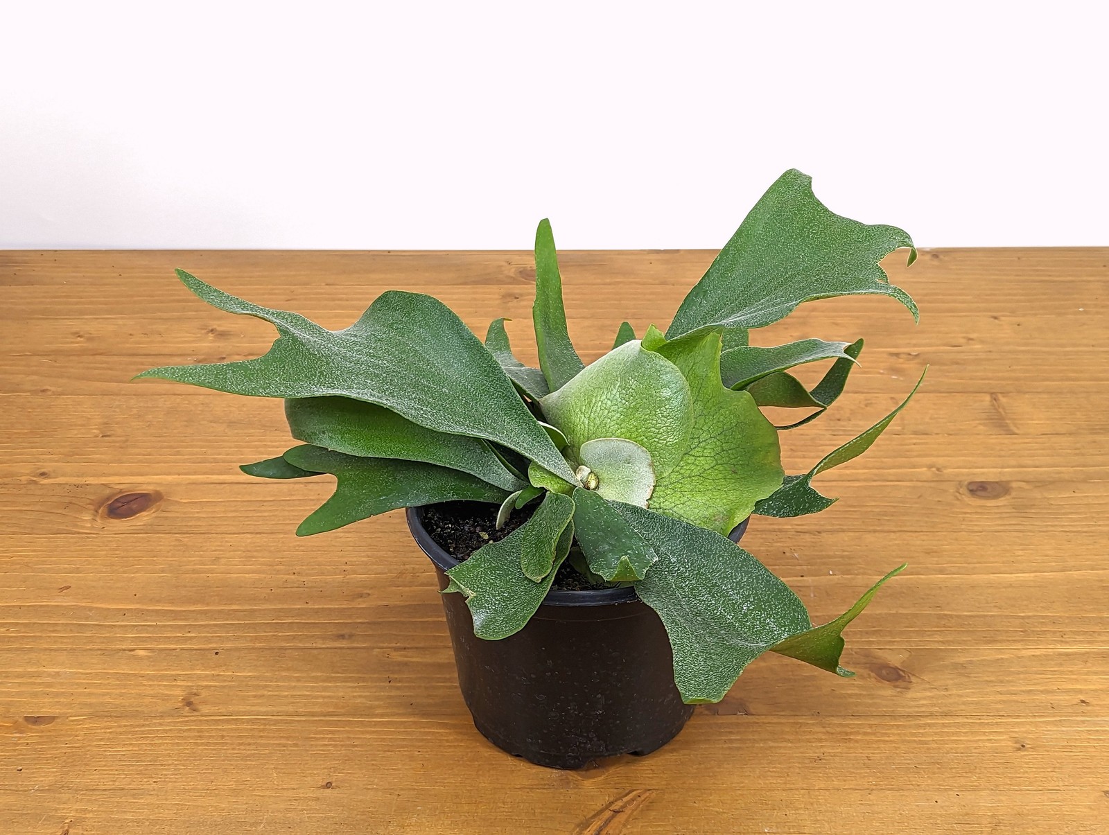Staghorn Fern Platycerium bifurcatum Netherlands 4″ and 6″ Pots