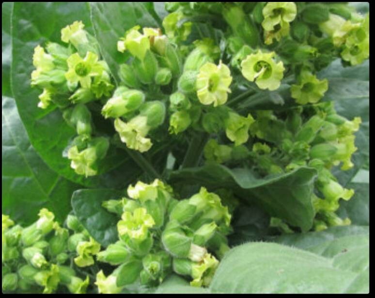 Hopi Tobacco 🌿 Native American Ceremonial Nicotiana Rustica – Heirloom Seeds