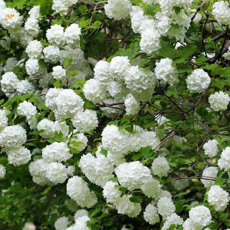 4 Old Fashion Snowball Viburnum- Zones 3-8 Hardy cutting No Roots