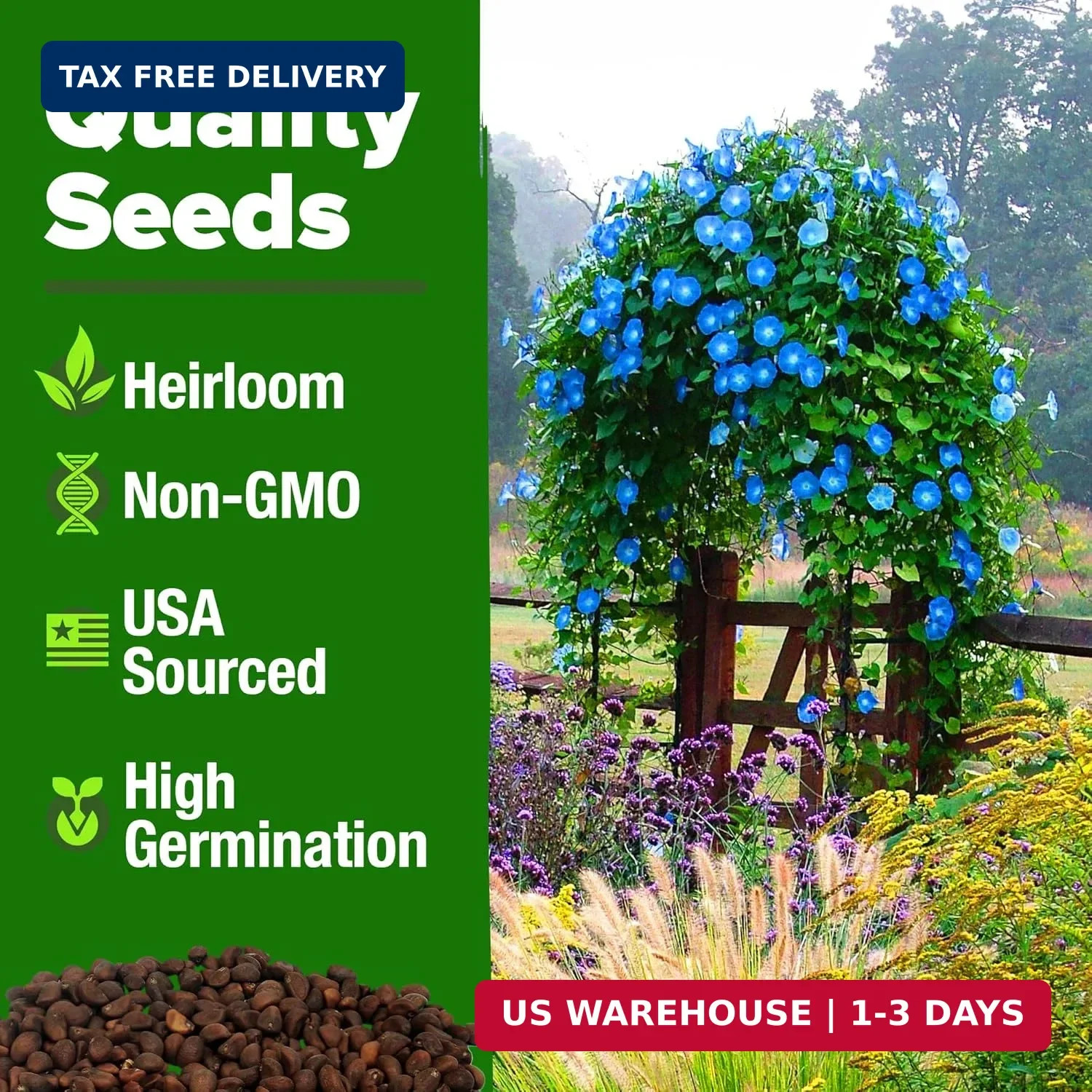 HOME GROWN Heavenly Blue Morning Glory – 150 Heirloom Seeds for Planting, Ideal