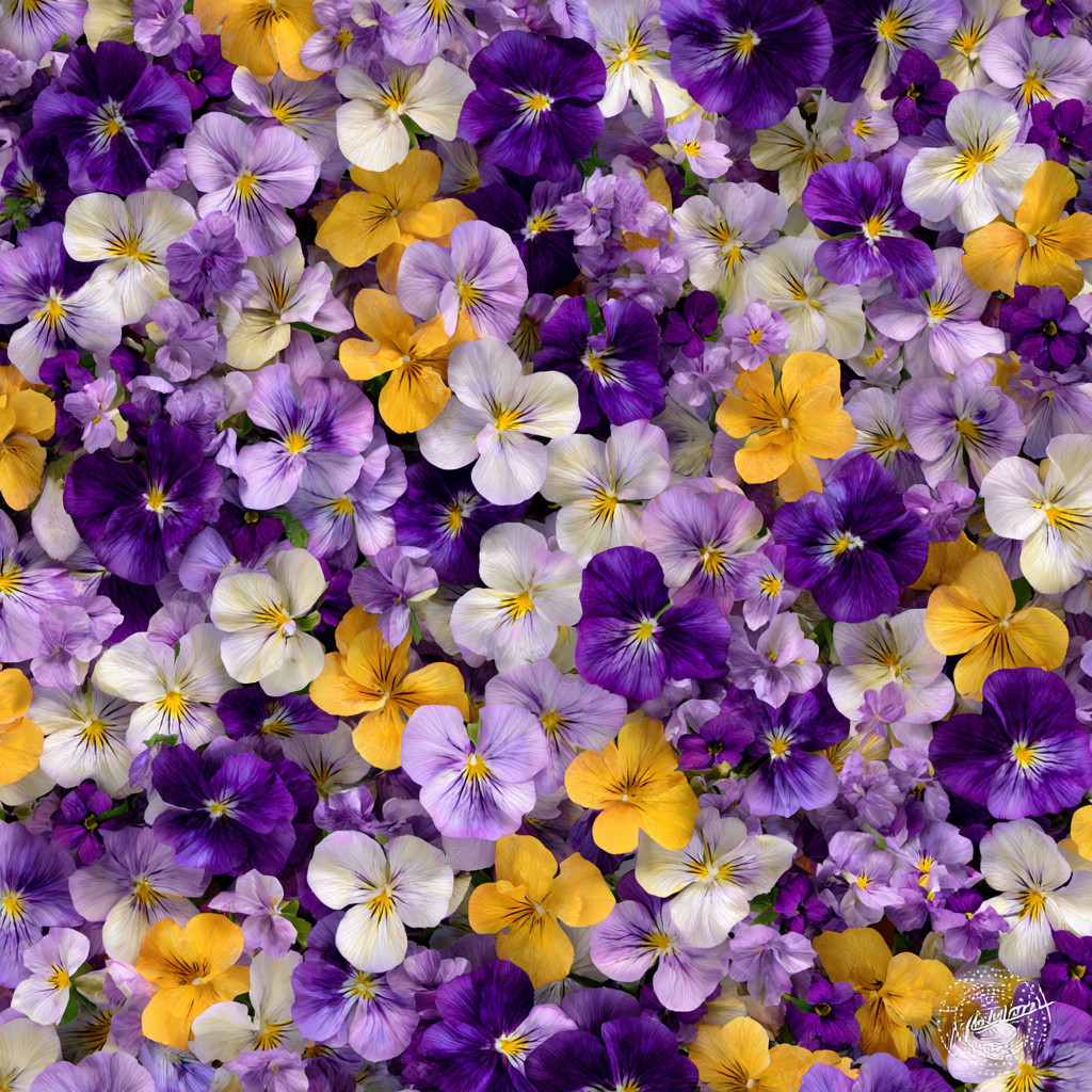 Viola Seeds: Sorbet Series Mix, Multicolor Flowers – 25 Seeds