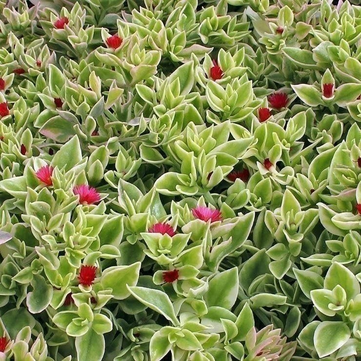 Variegated Baby Sun Rose | Live Plants | Aptenia Cordifolia Variegata | Easy…