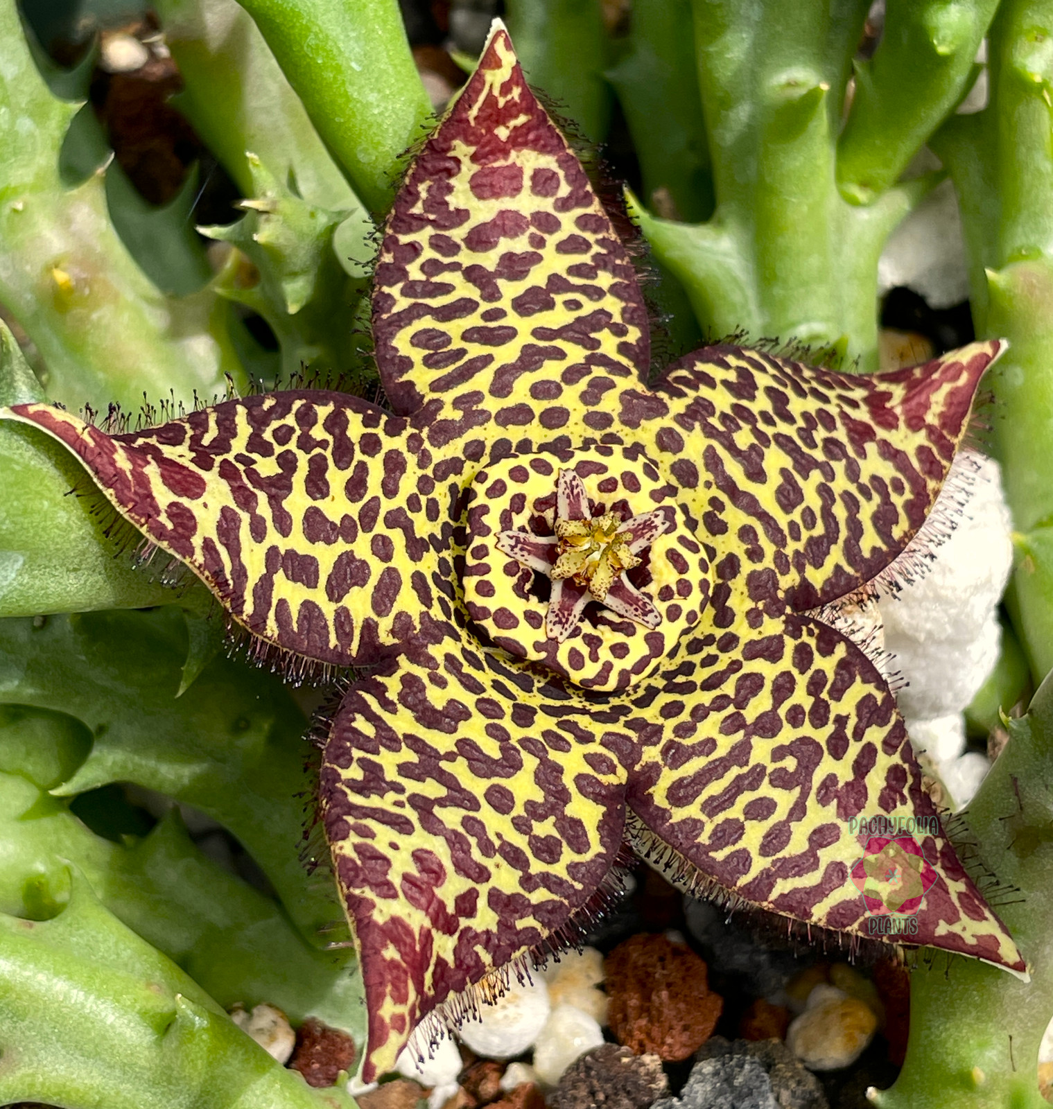 Orbea Halipedicola Yellow Flower Form Well-Rooted in 3.5″ Pot