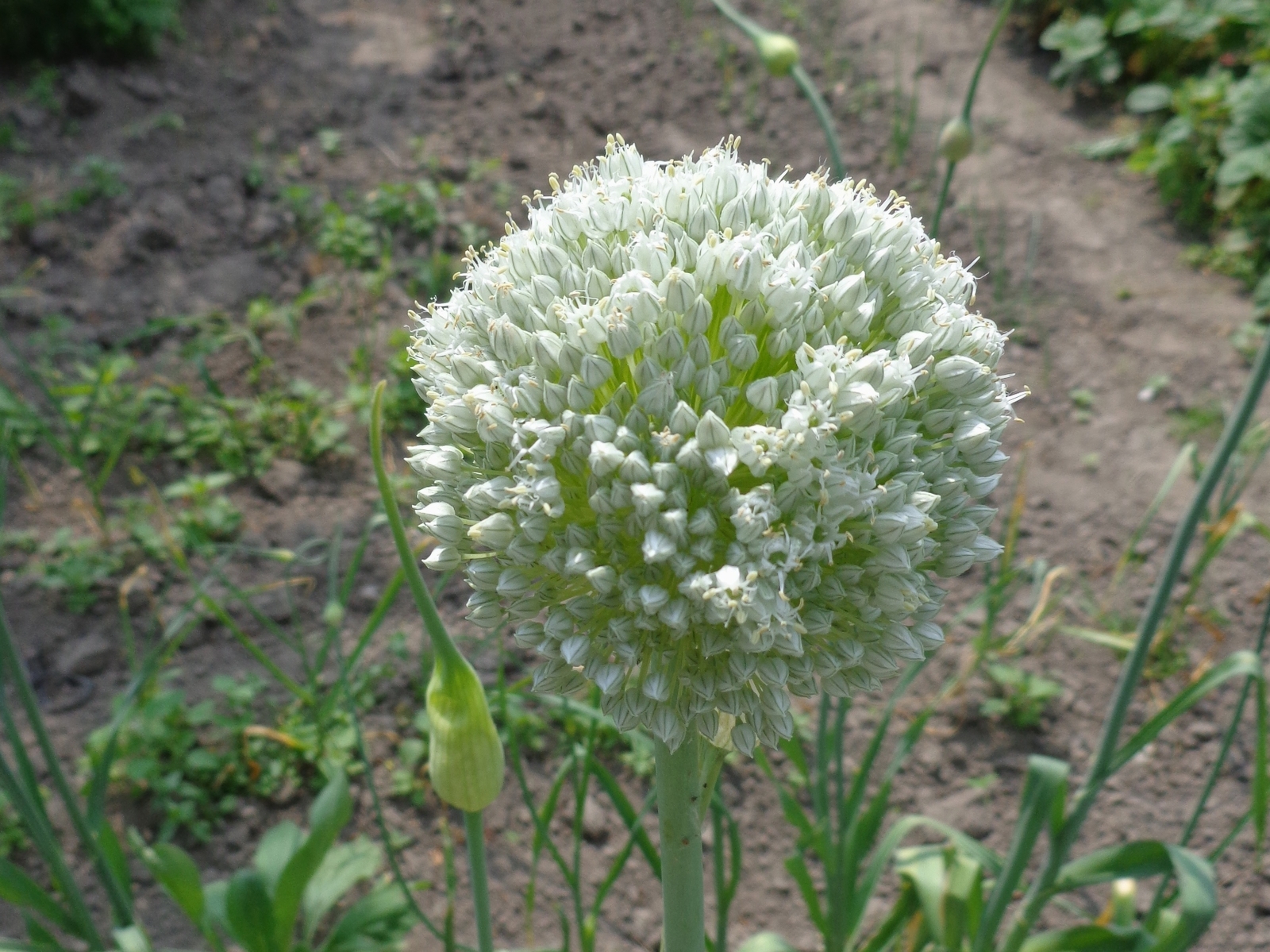 50 GARLIC SEEDS (Allium sativum) | NON-GMO | Free shipping | Garden seeds