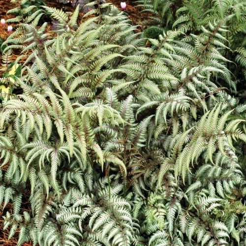 Japanese Painted Fern mix of best hybrids 500+ spores (seeds)