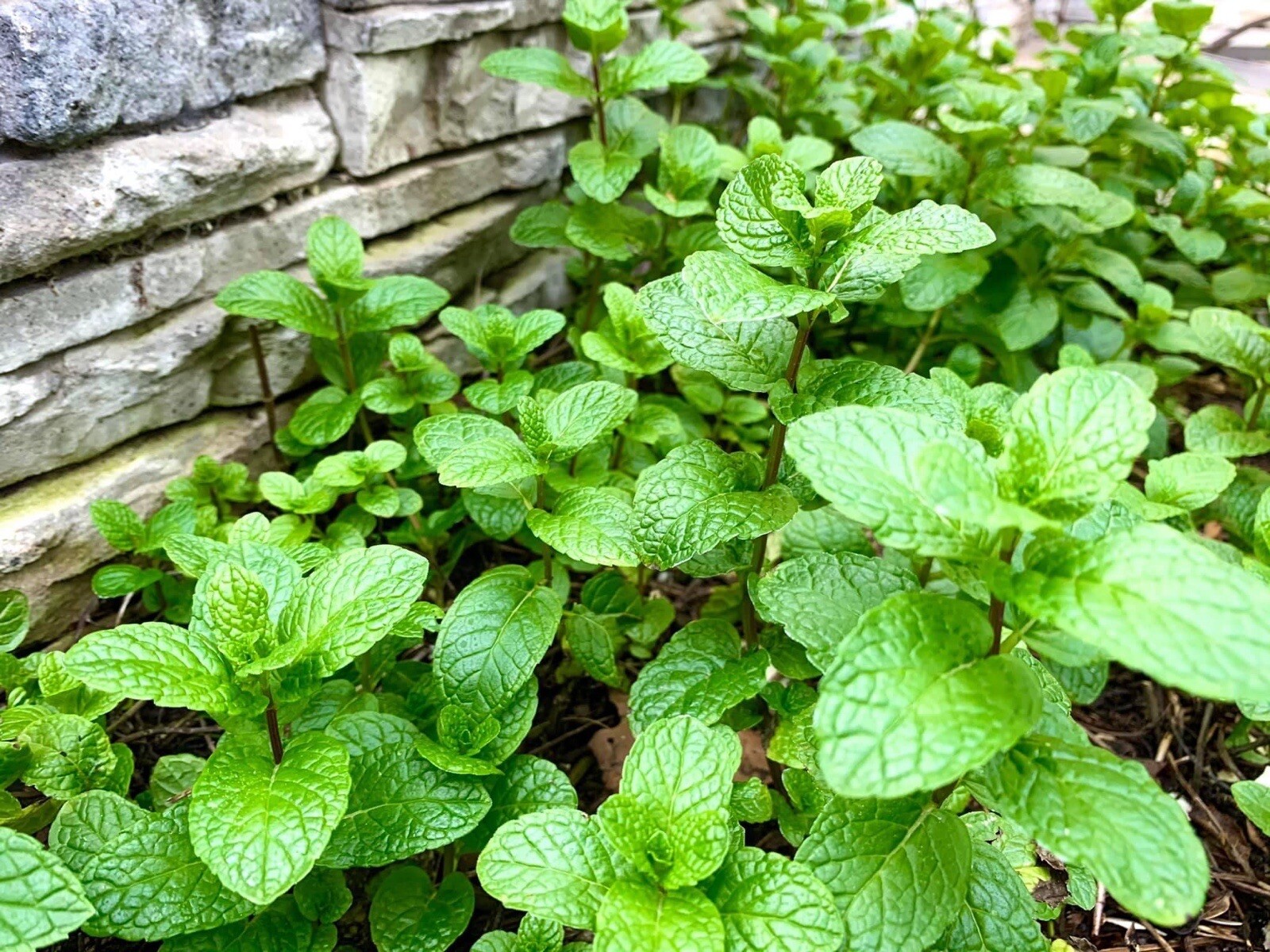 Peppermint – 500+ Seeds 2023 – USA